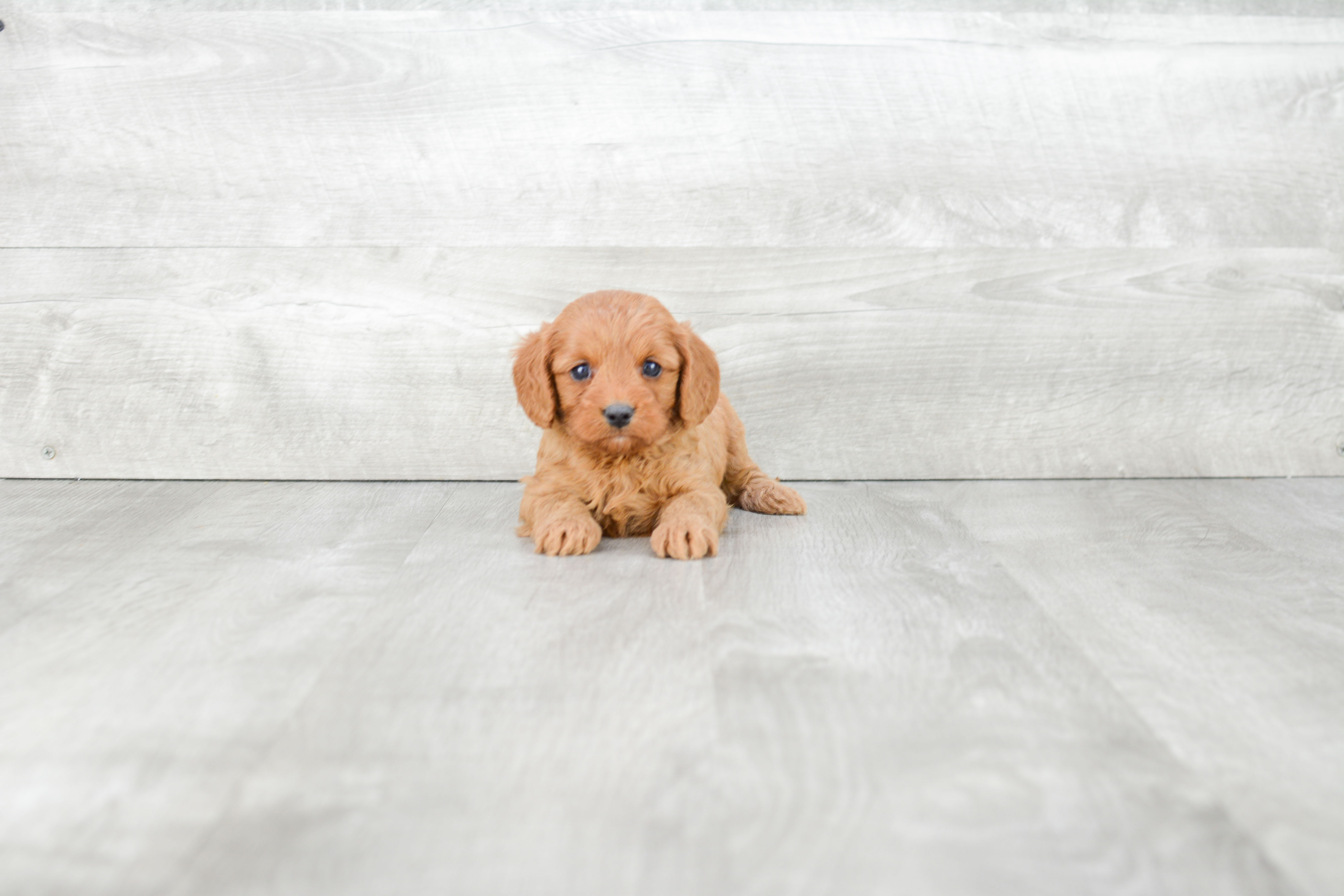 Funny Cavapoo Poodle Mix Pup