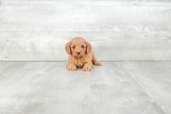 Funny Cavapoo Poodle Mix Pup