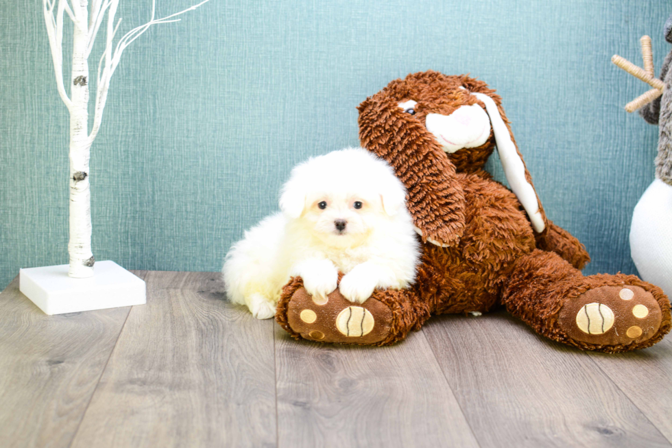 Maltipom Puppy for Adoption