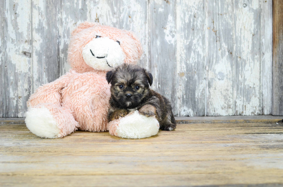 Shorkie Pup Being Cute