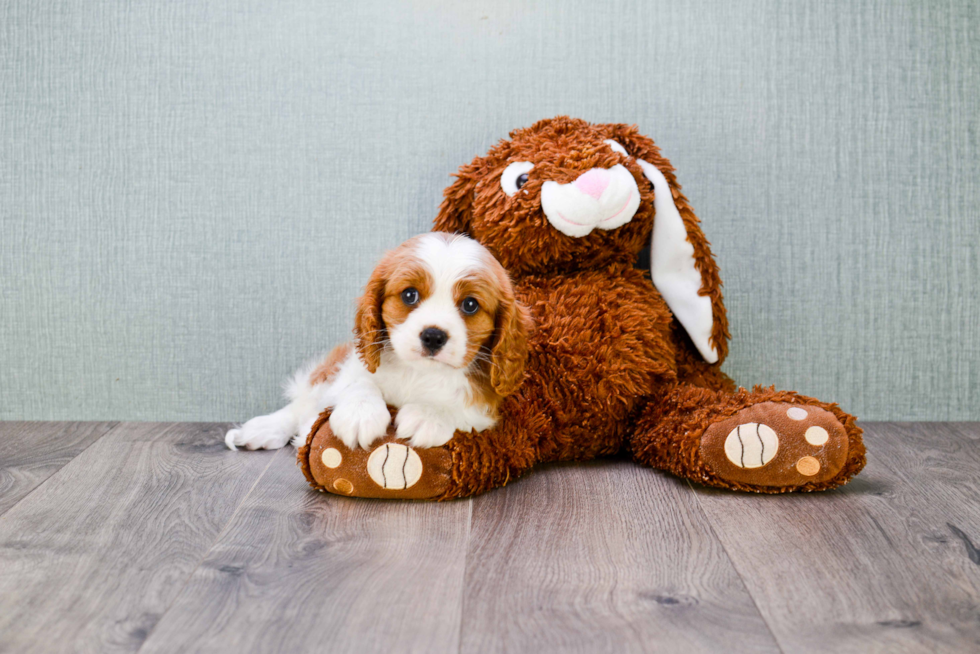 Best Cavalier King Charles Spaniel Baby