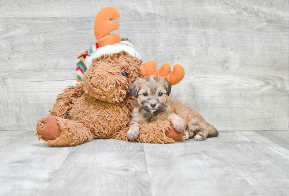 Popular Teddy Bear Designer Pup