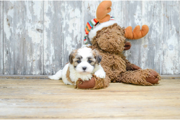 Sweet Teddy Bear Baby