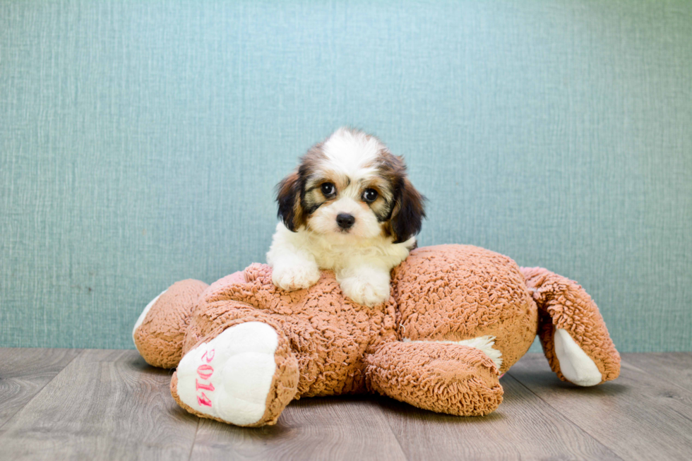 Cavachon Puppy for Adoption