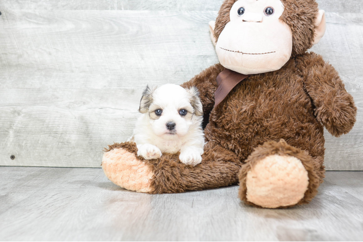 Popular Teddy Bear Designer Pup