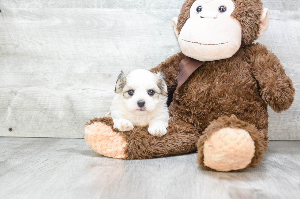 Popular Teddy Bear Designer Pup