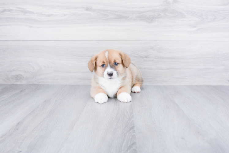 Sweet Corgi Purebred Puppy