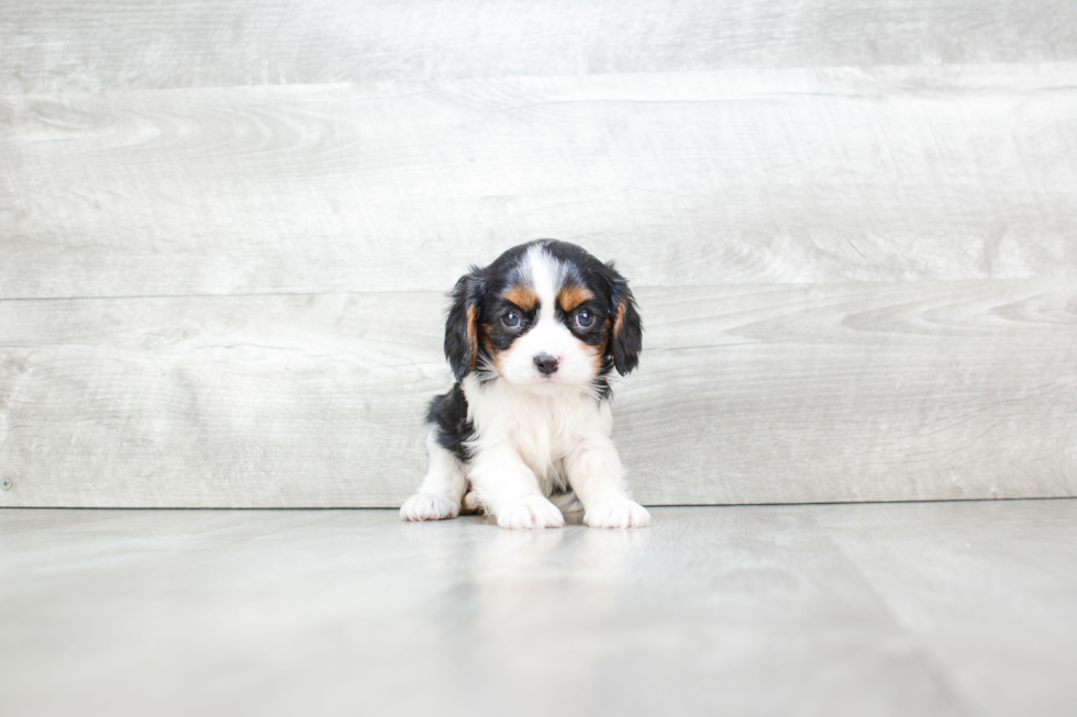 Best Cavalier King Charles Spaniel Baby