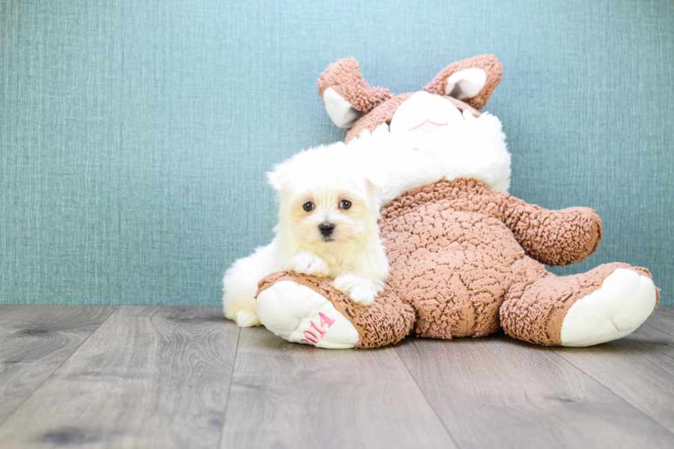 Maltese Puppy for Adoption