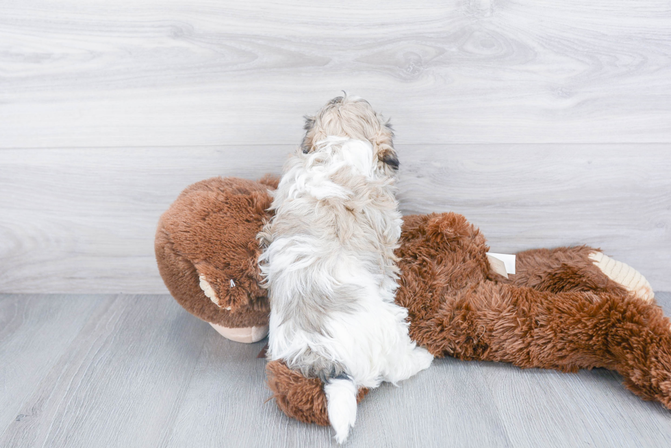 Funny Havanese Baby