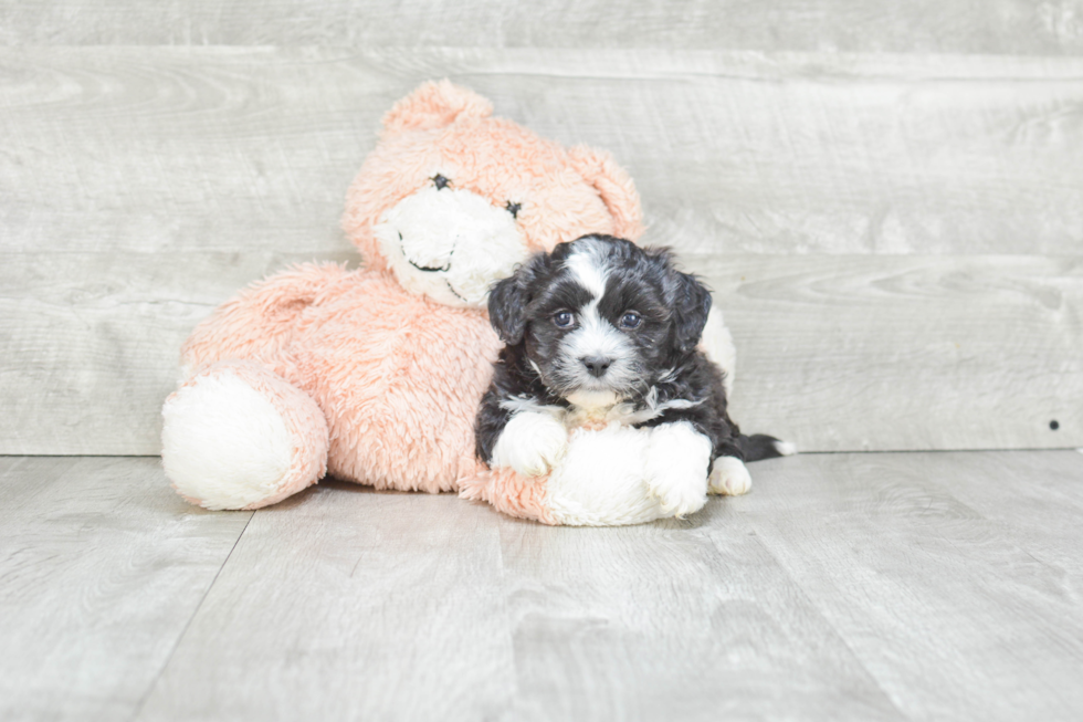 Teddy Bear Pup Being Cute