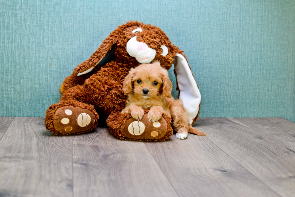 Small Cavapoo Baby