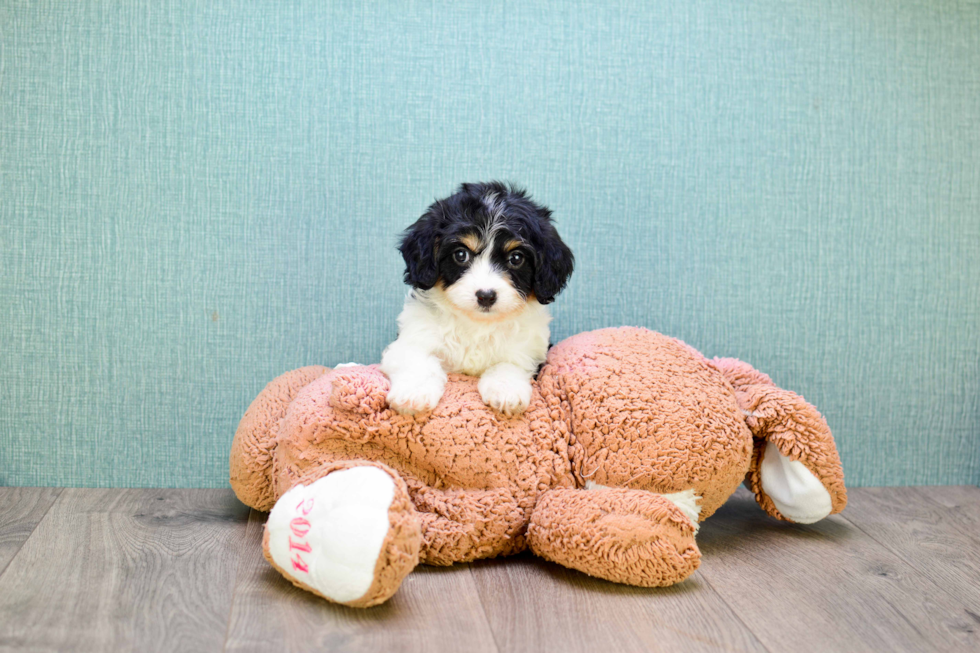 Little Cavalier Designer Puppy