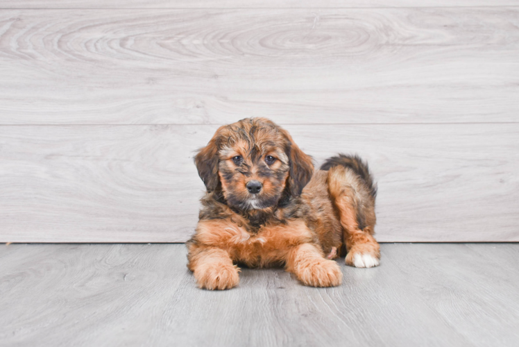 Energetic Mini Berniedoodle Poodle Mix Puppy