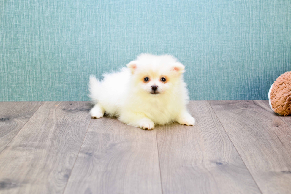 Pomeranian Pup Being Cute