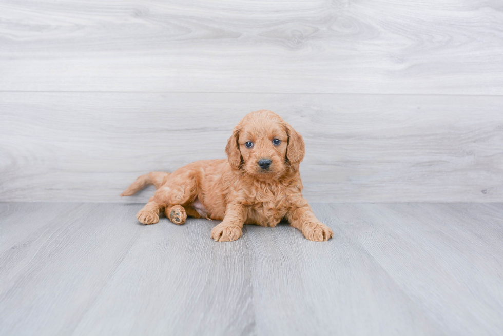 Mini Goldendoodle Puppy for Adoption