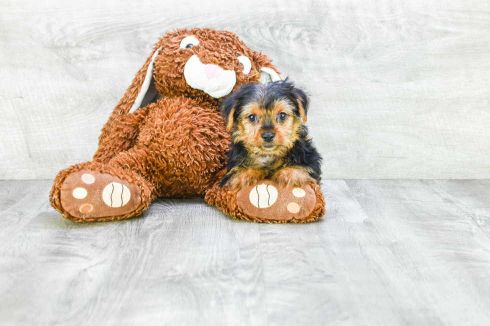 Meet Snickers - our Yorkshire Terrier Puppy Photo 