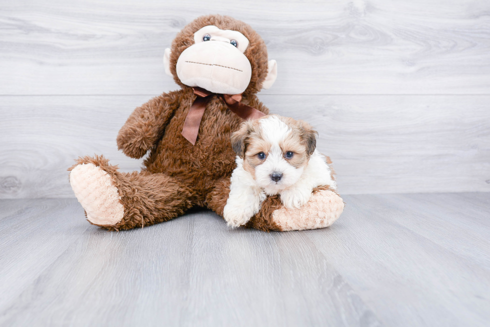 Smart Teddy Bear Designer Pup