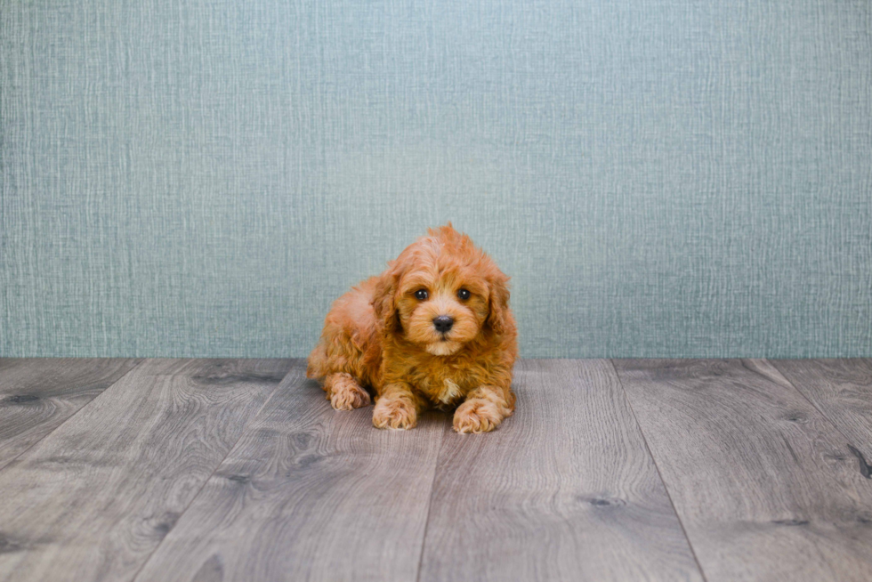 Hypoallergenic Cavoodle Poodle Mix Puppy