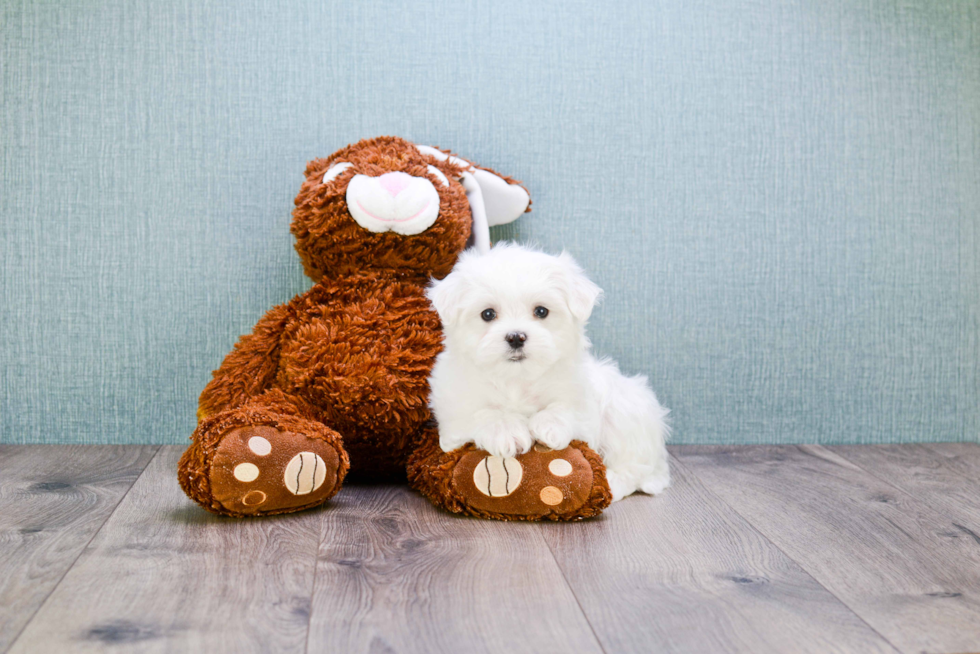 Playful Maltese Baby