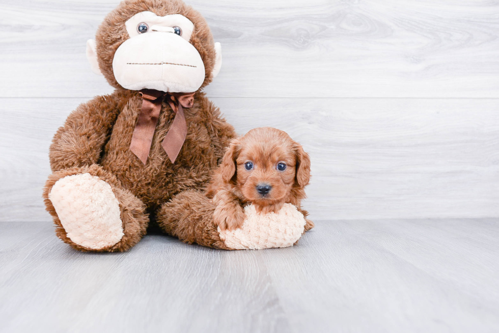 Happy Cavapoo Baby