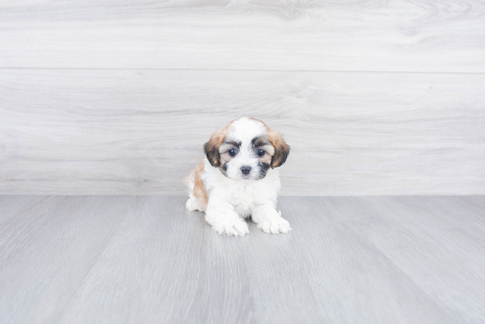 Teddy Bear Puppy for Adoption