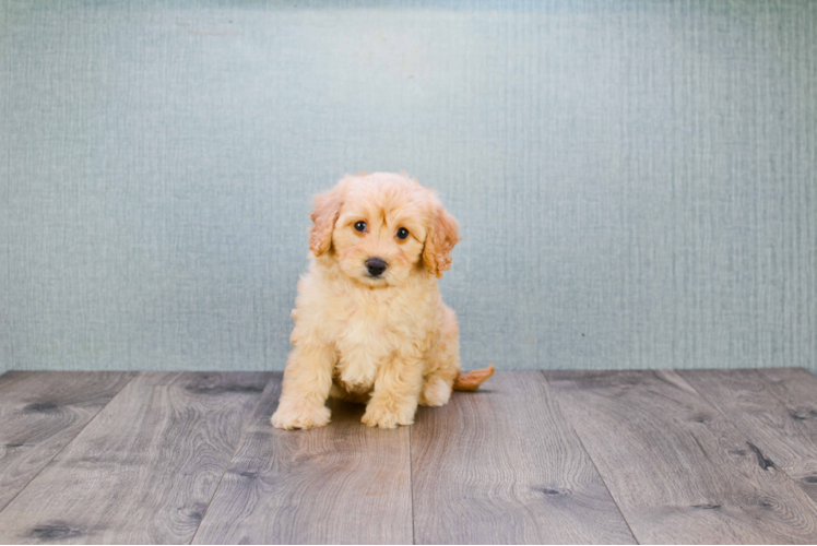 Energetic Golden Retriever Poodle Mix Puppy