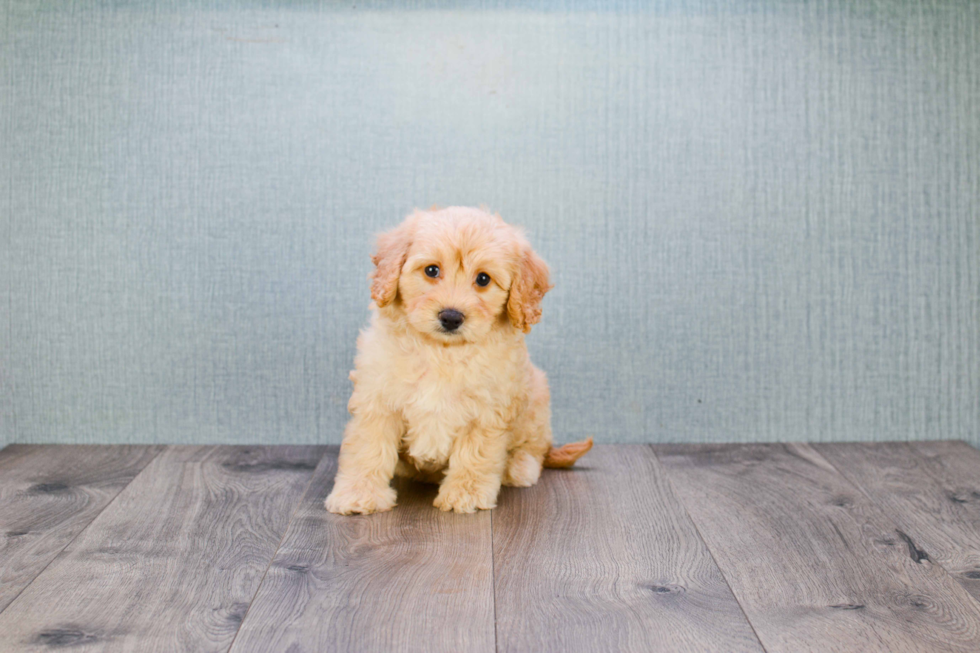 Energetic Golden Retriever Poodle Mix Puppy