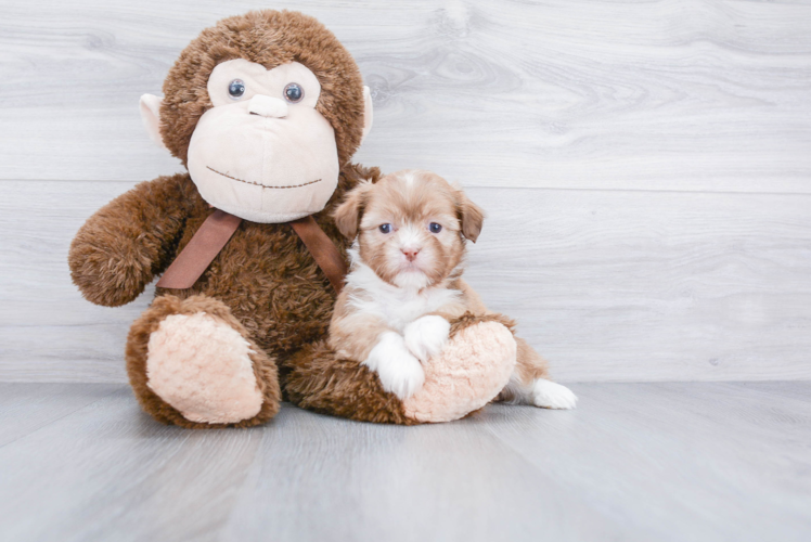 Teddy Bear Pup Being Cute