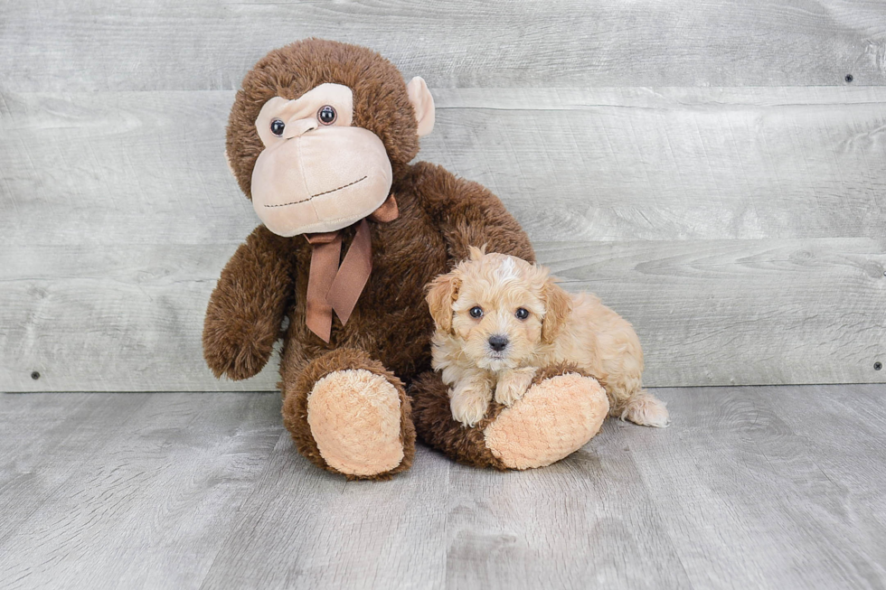 Little Cavoodle Poodle Mix Puppy