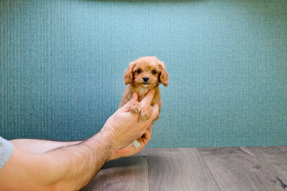 Cute Cavapoo Baby