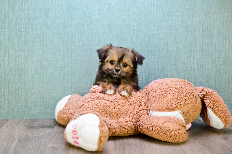 Shorkie Pup Being Cute