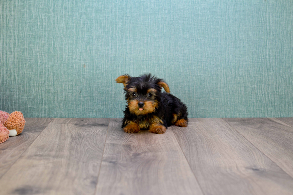 Meet Bella - our Yorkshire Terrier Puppy Photo 