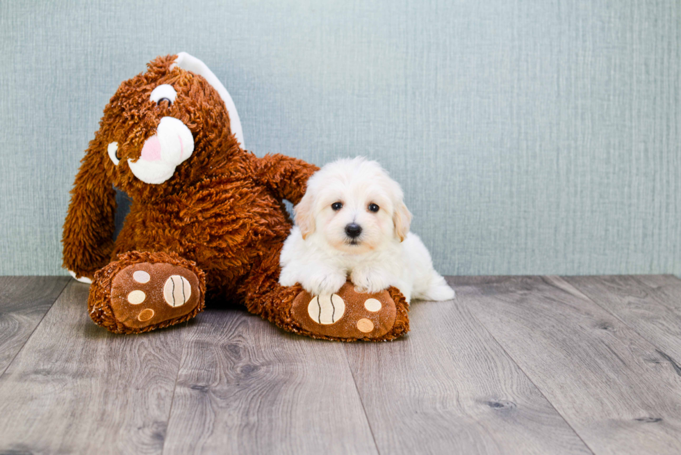 Sweet Maltipoo Baby