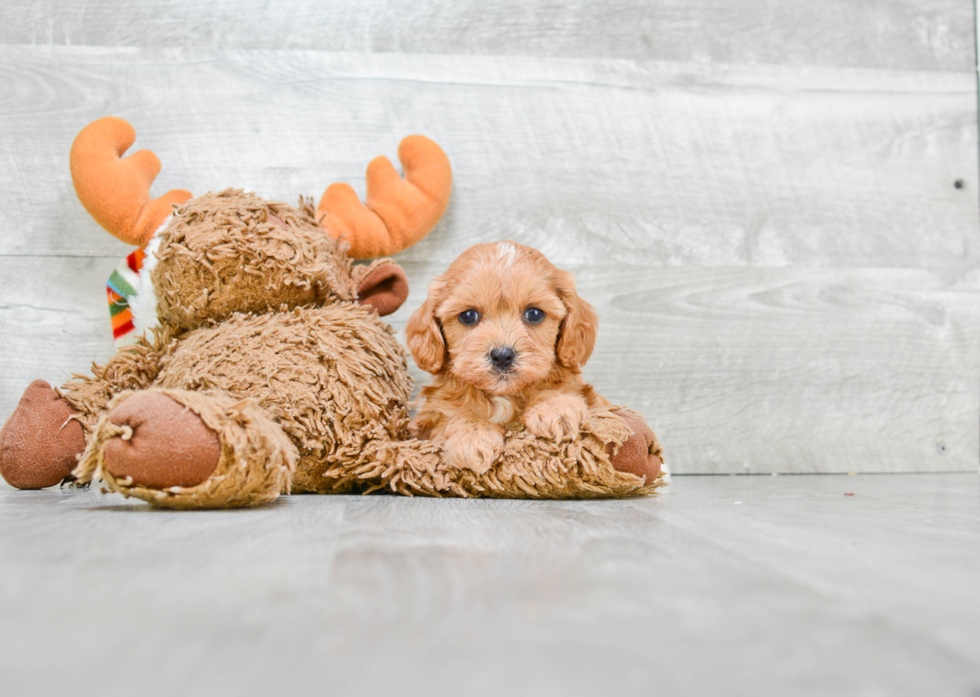 Cavapoo Pup Being Cute