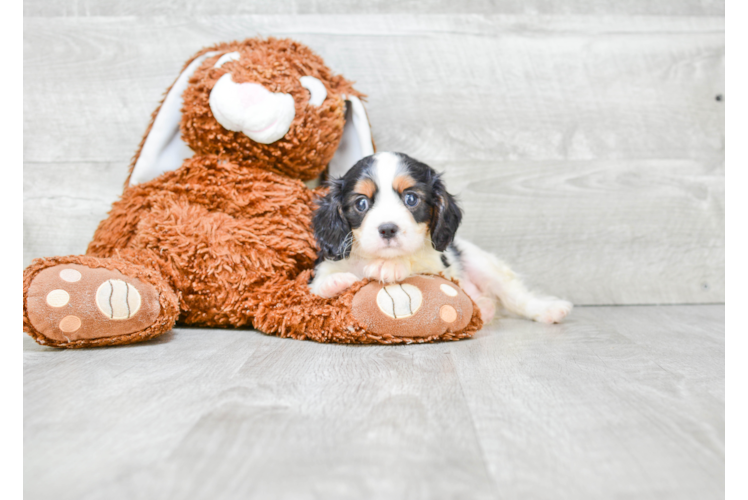 Cavalier King Charles Spaniel Pup Being Cute