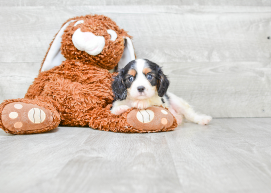 Cavalier King Charles Spaniel Pup Being Cute