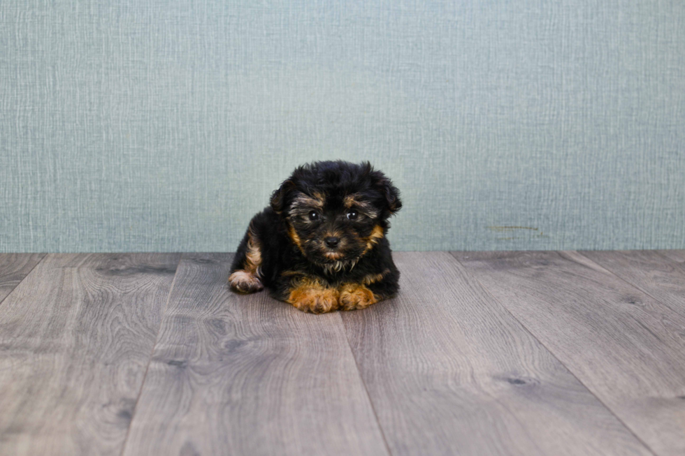 Friendly Morkie Baby