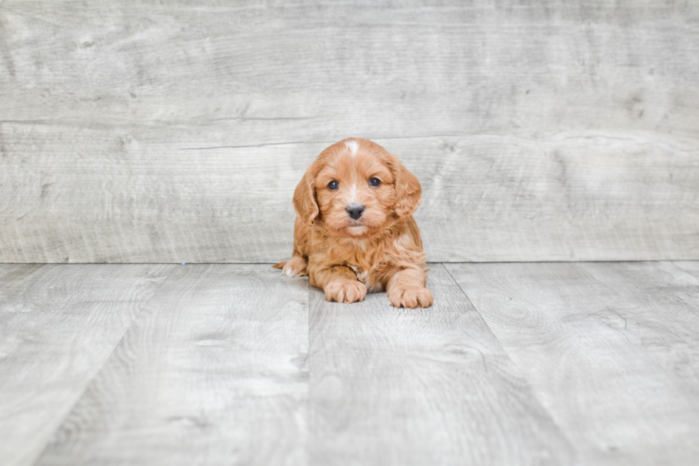 Small Cavapoo Baby