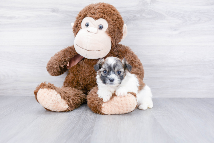 Best Teddy Bear Baby