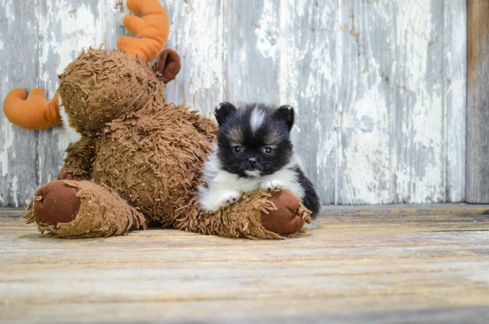 Popular Pomeranian Baby