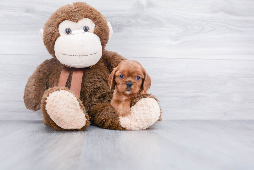 Energetic Cavalier King Charles Spaniel Purebred Puppy