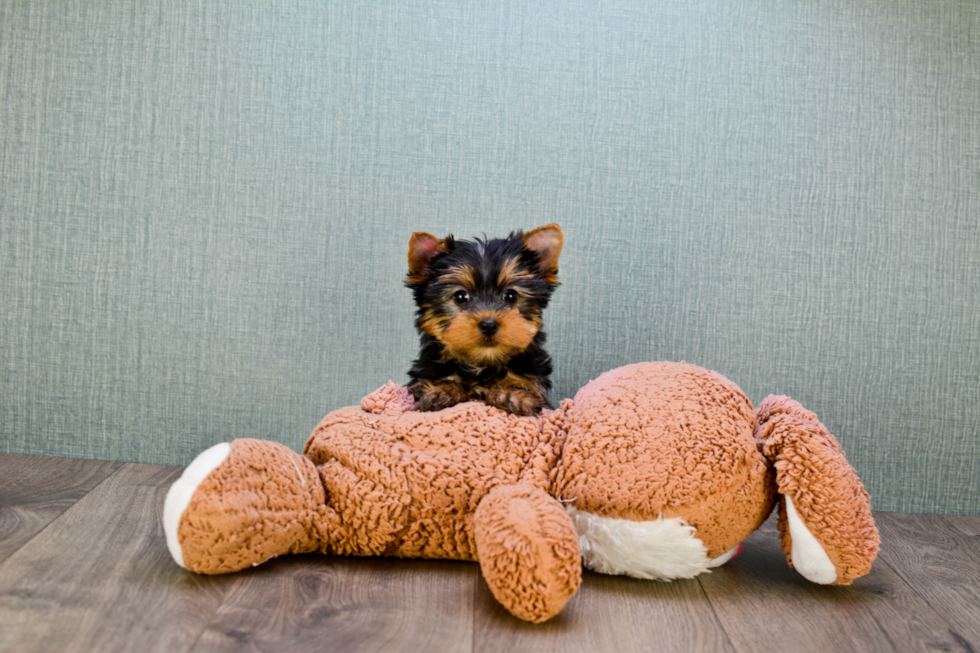 Meet Rebecca - our Yorkshire Terrier Puppy Photo 