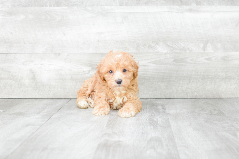 Fluffy Maltipoo Poodle Mix Pup