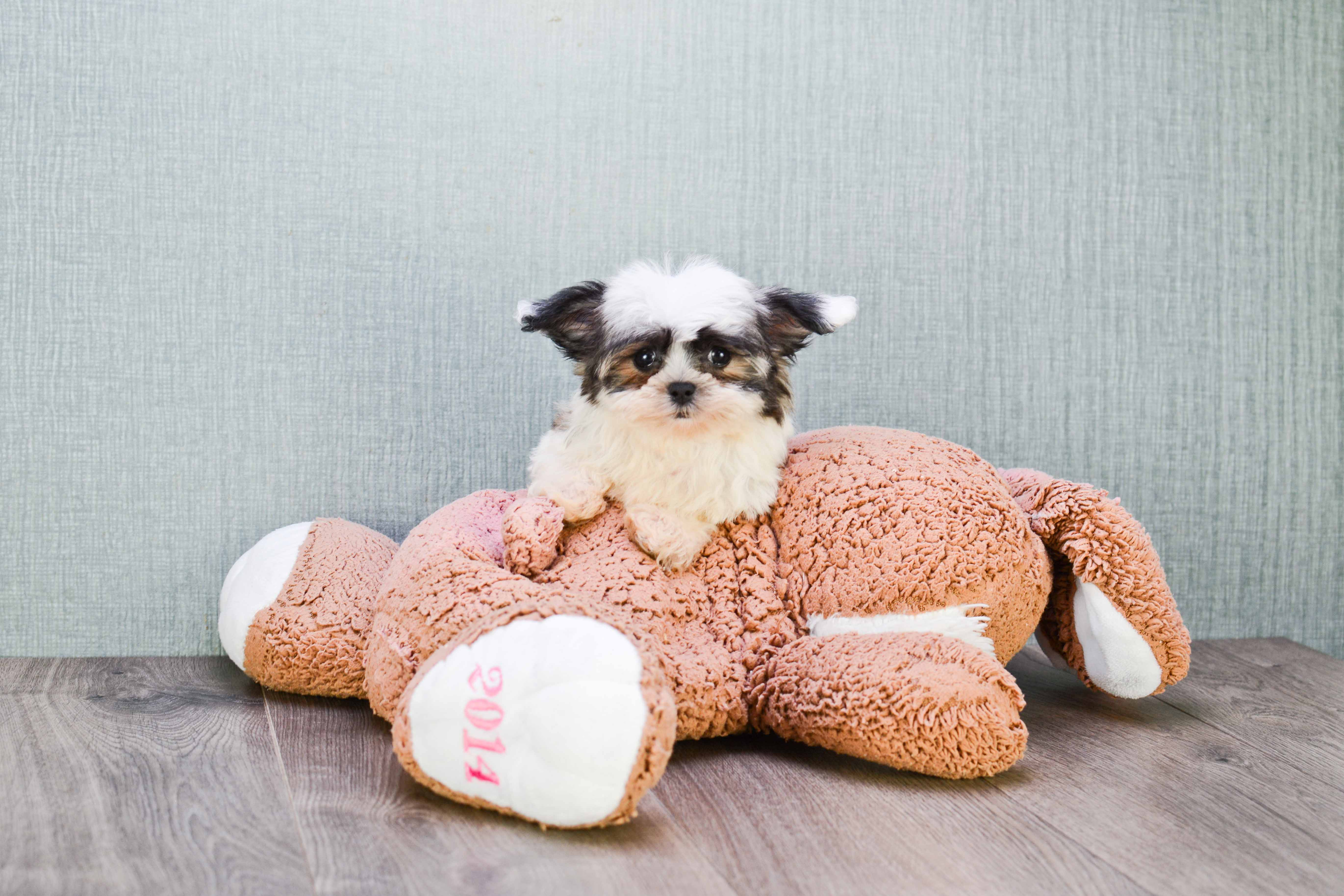 Playful Shi Chon Designer Puppy