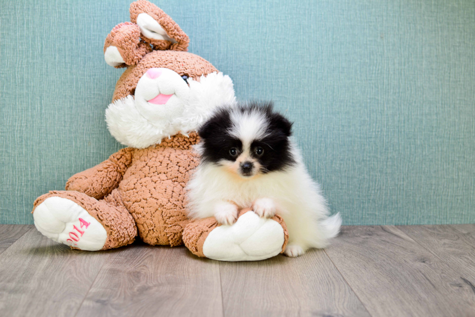 Pomeranian Pup Being Cute