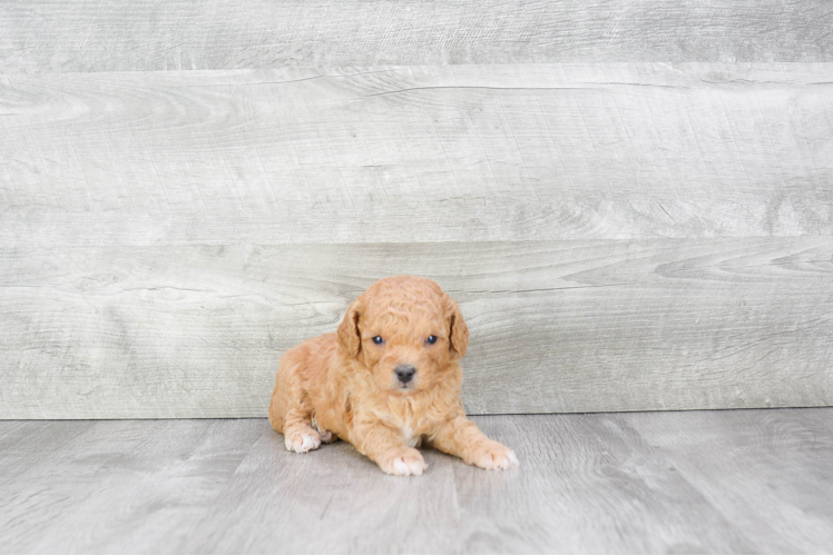 Popular Cavapoo Poodle Mix Pup