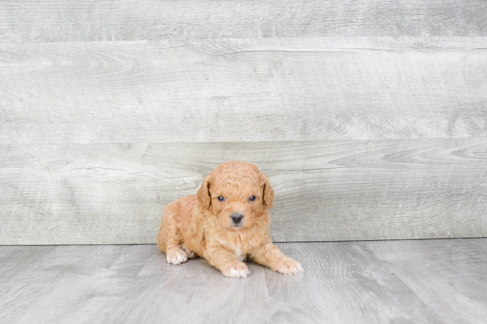 Popular Cavapoo Poodle Mix Pup