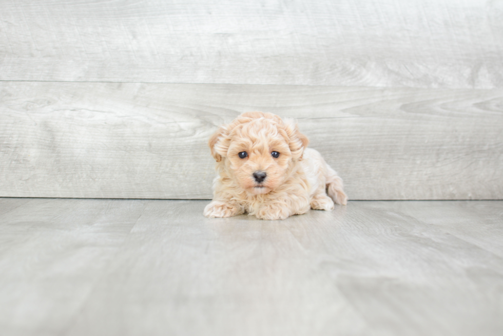 Adorable Maltese Poodle Poodle Mix Puppy