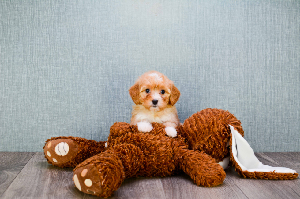 Petite Cavapoo Poodle Mix Pup